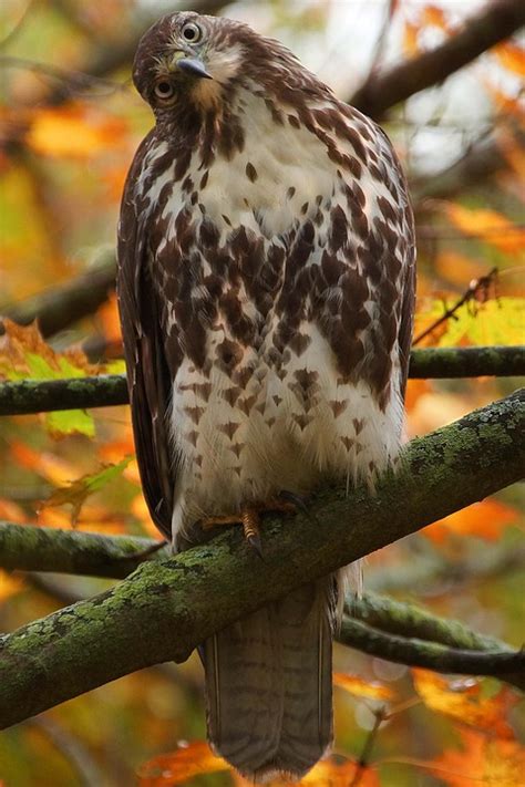 Hawk Red Tail Nature Free Photo On Pixabay