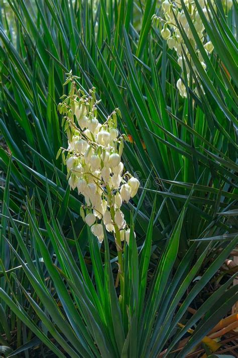 Yucca plant flowering stock image. Image of exotic, yucca - 146411329