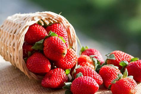 Comment Conserver Des Fraises Voici Mes Techniques Pour Conserver Les