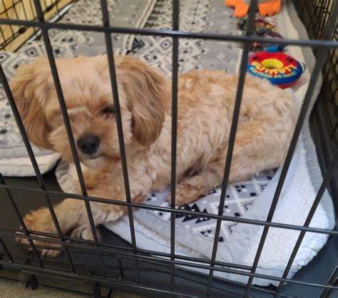 Manchester... - Manchester Animal Shelter - NH Lost/Found Pets
