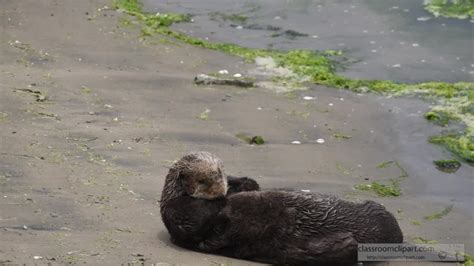 Animal Videos-sea otter swimming