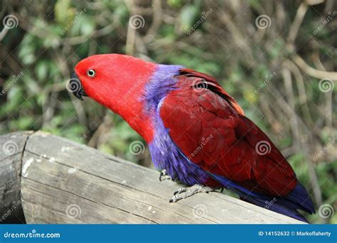 Female Eclectus Parrot stock photo. Image of feathers - 14152632