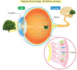 La vision humaine et l appareil photo numérique Enseignement SNT