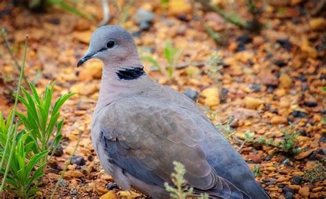 Dove Collared African Free Photo On Pixabay