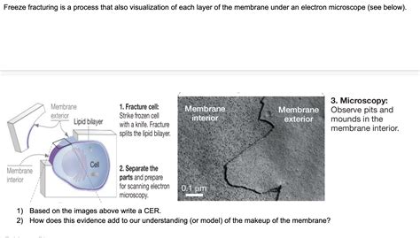 Freeze fracturing is a process that also | Chegg.com