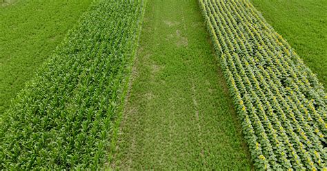 Innovative Farming Technique: Stripcropping for a Greener Future | LoginEKO