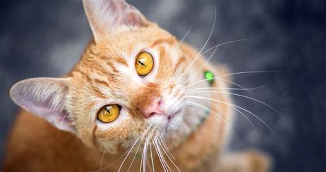 Fluffy Orange Tabby Cat