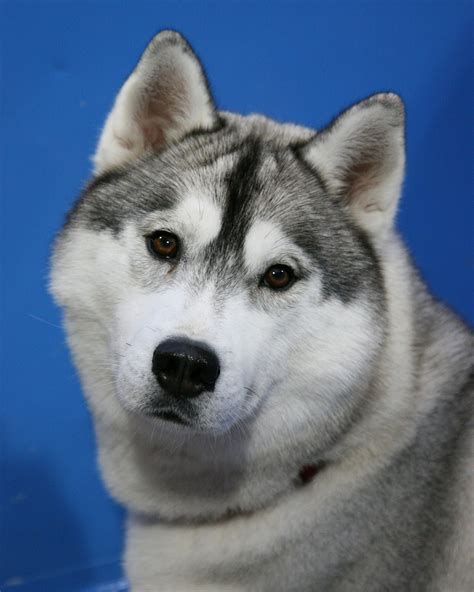 Asryn Kennels Siberian Huskies