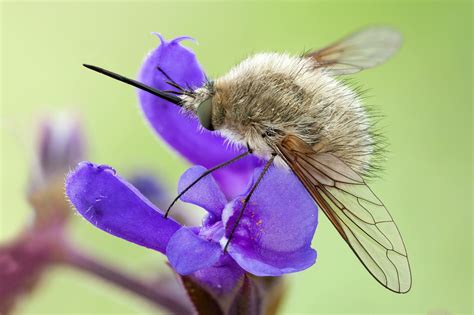 Fondos de pantalla naturaleza fotografía insecto polen Flores