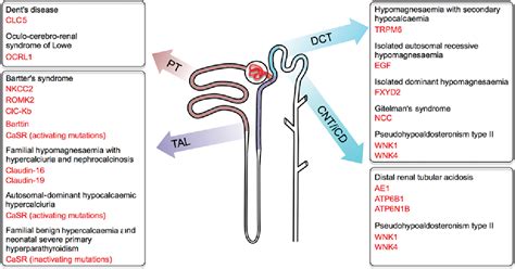 Pdf Hereditary Tubular Transport Disorders Implications For Renal