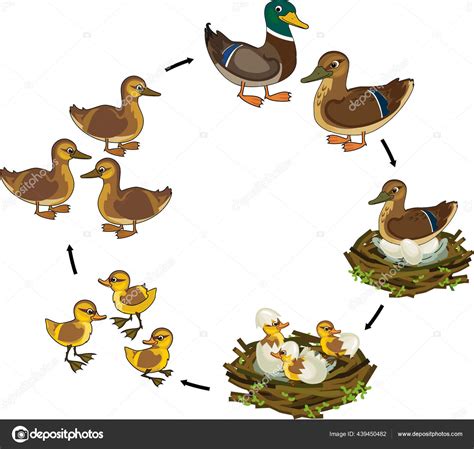 Life Cycle Bird Stages Development Wild Duck Mallard Egg Duckling Stock Illustration By