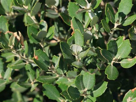 Chêne vert Quercus ilex plantation entretien