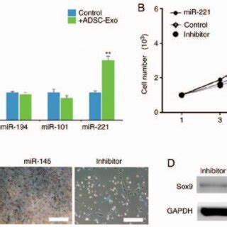 Adsc Derived Exos Induce Chondrogenesis In Periosteal Cells A