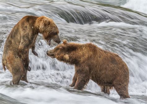 17 Powerful Portraits of Alaska's Bears