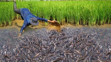 Awesome Catching A Lot Catfish After Dry Water Dry Season Fishing In