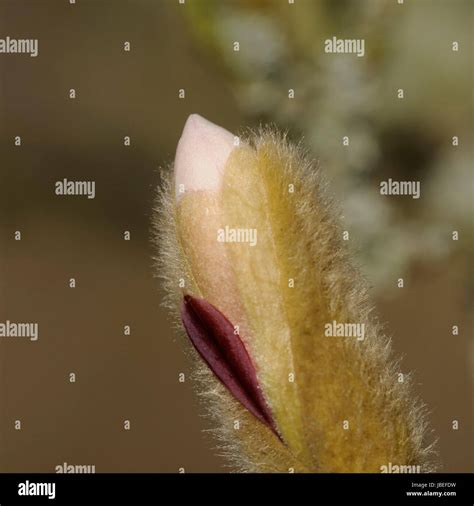 Ziergeholze hi-res stock photography and images - Alamy 