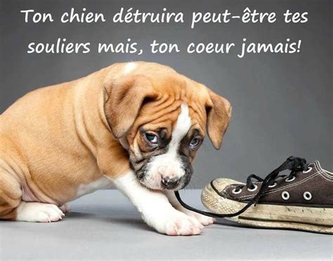 Citation Sur Les Chiens Et Leur Maitre Gratuit