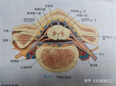 系统解剖学 第二十章 脑和脊髓的被膜、血管及脑脊液循环（思维导图） 知乎