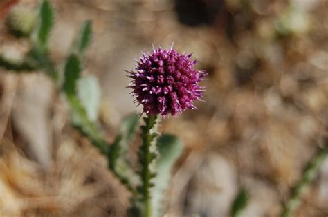 East Indian Globe Thistle Sphaeranthus Indicus From Astera Flickr