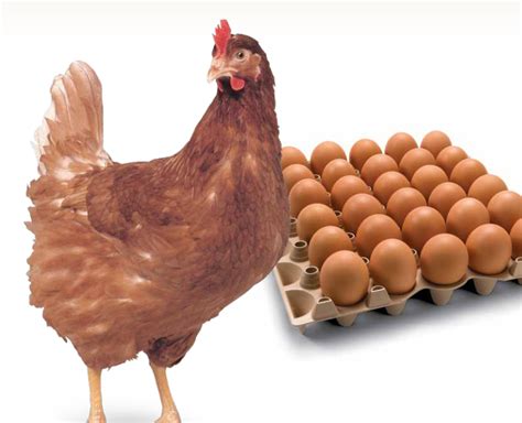 FEEDING PROGRAM FOR LAYER EGG PRODUCTION