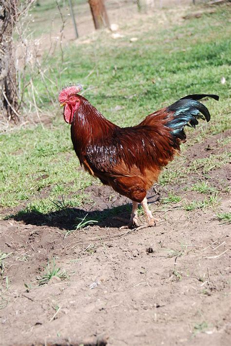 Rhode Island Red Rooster Photograph by Thea Wolff