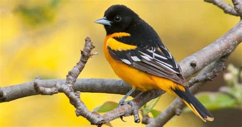 Download Stunning Close Up Of A Baltimore Oriole Bird