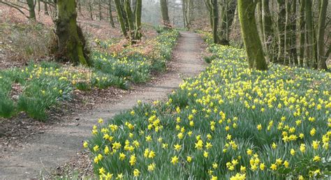 Daffodils In Ridgmont Woods Нарциссы Сад Весенние цветы