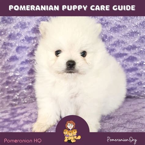 The Complete Pomeranian Puppy Care Guide