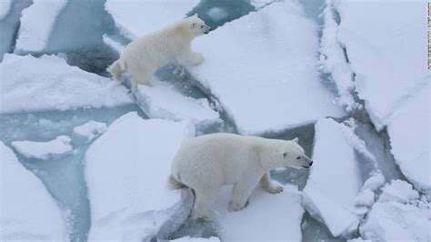 Its All Quite Devastating Documenting The Rapid Loss Of Arctic Sea