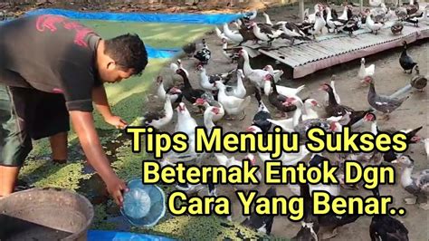 Menuju Sukses Beternak Entok Untuk Di Jadikan Penghasilan Youtube