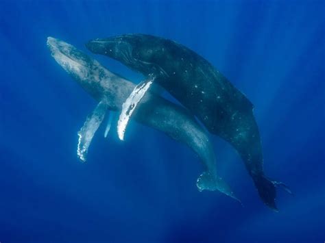 Humpback Whale Sex Observed For The First Time Ever Between Two Males Scientific American