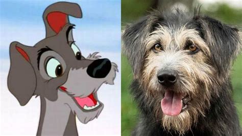 Perro Callejero Rescatado Por Disney Será El Protagonista De “la Dama Y