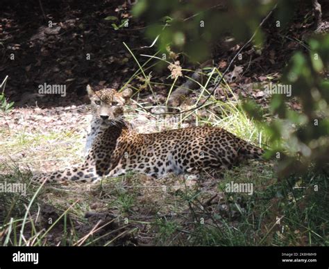 leopards of Sri Lanka Stock Photo - Alamy