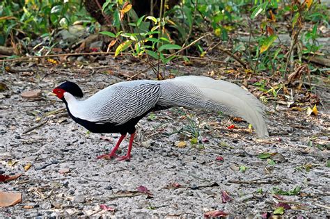 Male Silver Pheasant - Stock Image - C040/2037 - Science Photo Library