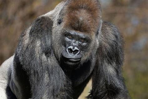 Gorilla, primate ape, wild animal. | Free Photo - rawpixel