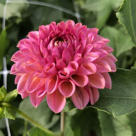 Snoho Jojo Dahlia Beautiful Pink Flowers Flower Farmer Beautiful