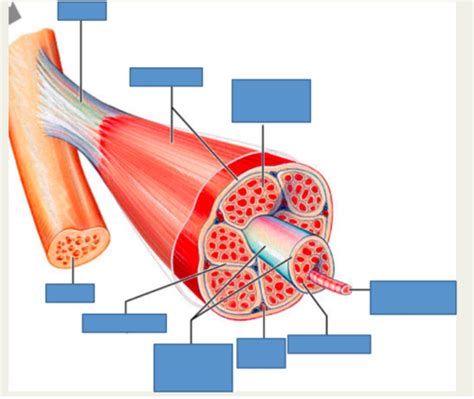 Anatomy Lab Practical Flashcards Quizlet