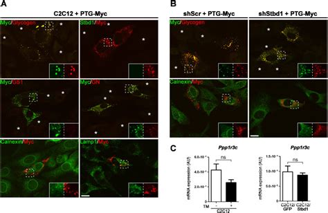 Stbd Promotes Glycogen Clustering During Endoplasmic Reticulum Stress