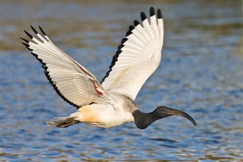 African Sacred Ibis Ubie Ferme Aux Crocodiles