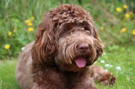 10 Common Cockapoo Colors (With Pictures) | Hepper