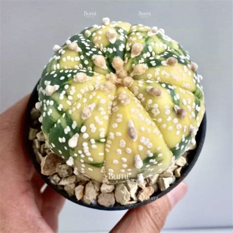 Jual Astrophytum Asterias Super Kabuto Variegata Bumi Kaktus Gurun