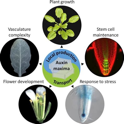 Local Auxin Biosynthesis Is A Key Regulator Of Plant Development