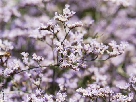 limonium latifolium Tige florale érigée de statice à feuilles larges