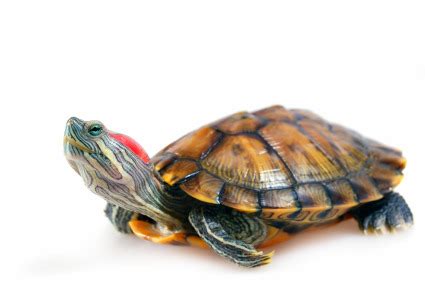 Turtles and Crocodilians Flashcards | Quizlet