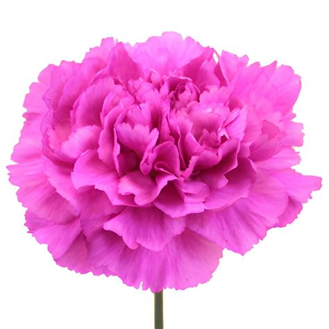 Fuschia Tiepolo Carnations Diy Wedding Flowers Fiftyflowers