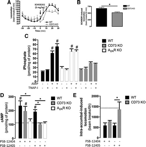 Ecto 5′ Nucleotidase Cd73 Mediated Formation Of Adenosine Is Critical