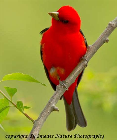 Scarlet Tanager Male