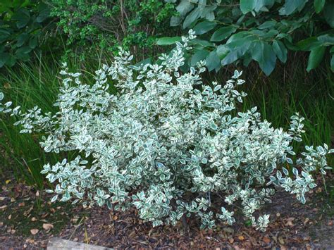 Rhamnus Alaternus Argenteovariegata Flickr