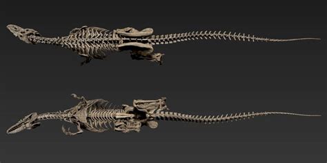 ArtStation - The skeleton of Allosaurus, Vitamin Imagination | Dinosaur ...