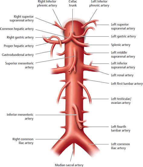 Abdominal Aorta Anatomy